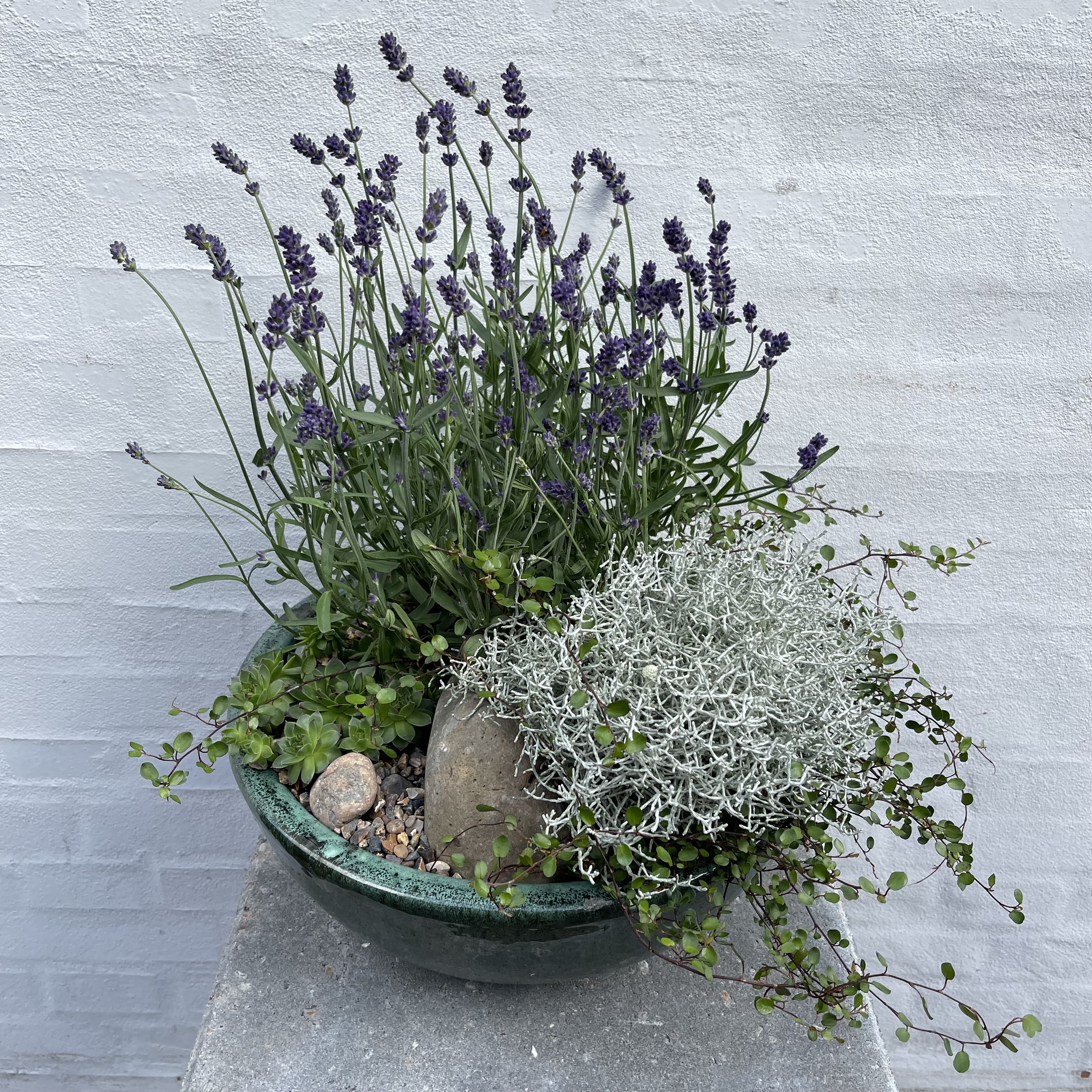 Udendørs plantearrangement